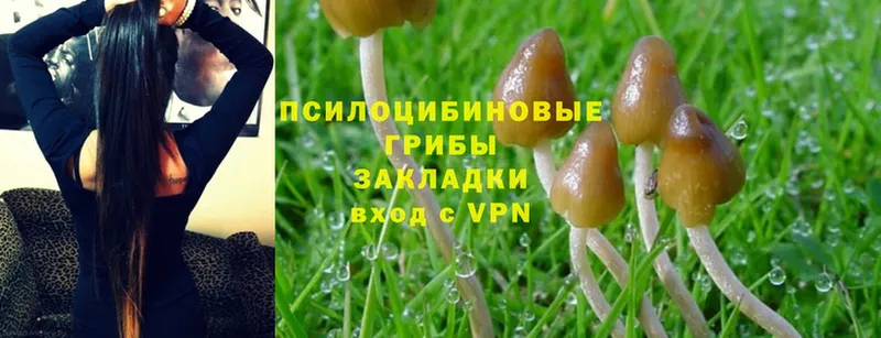 Галлюциногенные грибы Psilocybe  Мурманск 